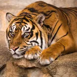 Sumatratiger Tierpark Berlin