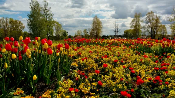 Tulpenpracht auf der IGA Berlin 2017